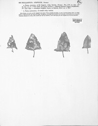 Stagonospora atriplicis image